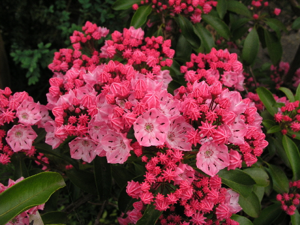 Kalmia latifolia Ewa 01.jpg